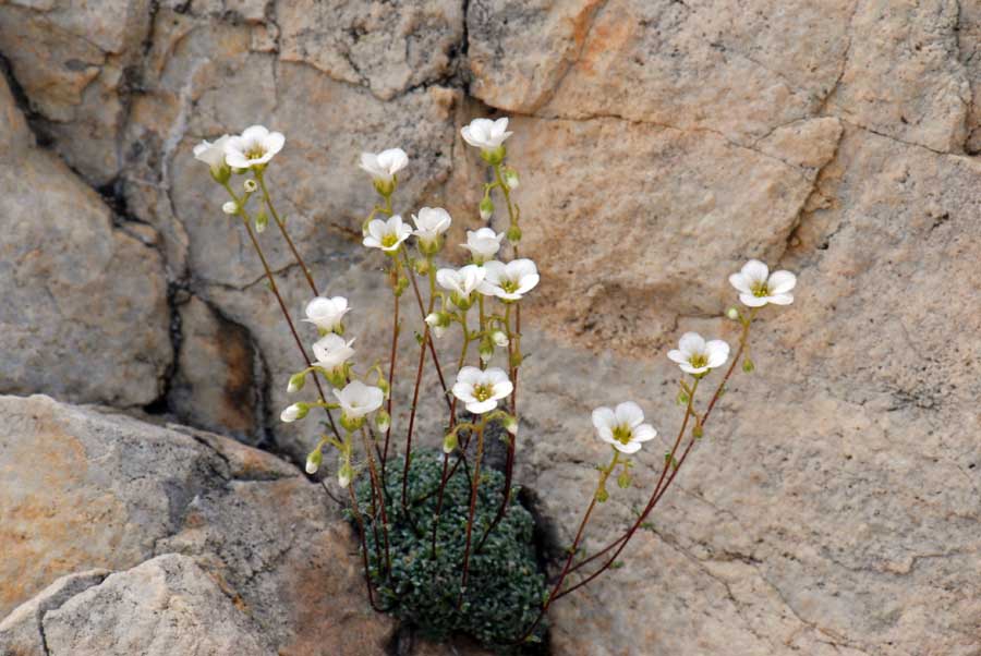 Saxifraga caesia